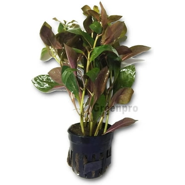 Alternanthera Bettzickiana Red Potted Live Aquarium Plants Easy Grow for Tank Decorations